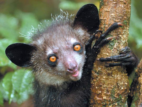 Un lémurien aye-aye dans son habitat naturel