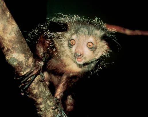 Gros plan sur un aye-aye et son doigt du milieu caractéristique